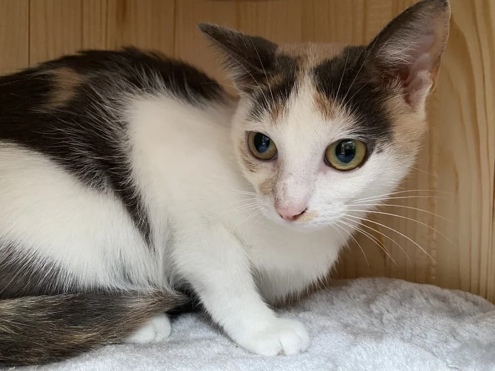 CLOWN, female young Mixed Breed for adoption at Maison SPA), Tourcoing
