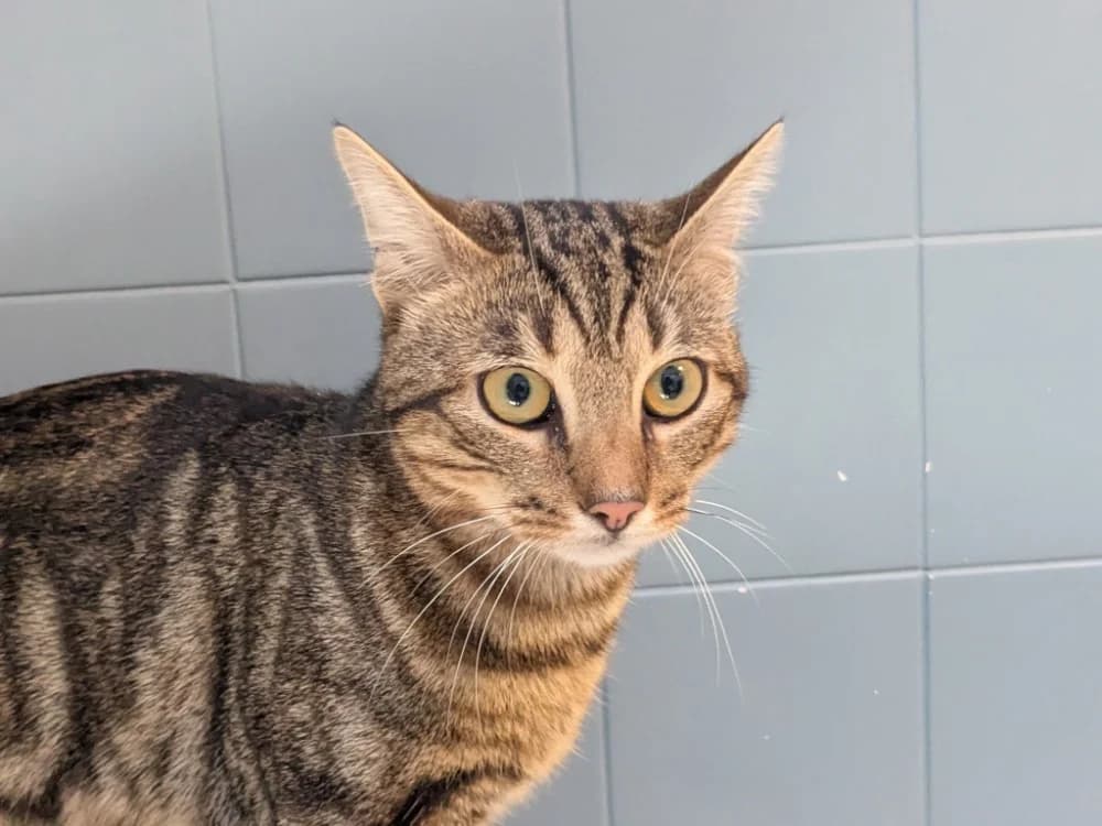 MILKA, male 3yo Mixed Breed for adoption at Maison SPA), Tourcoing