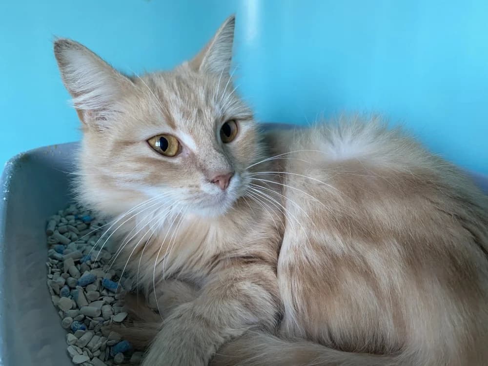 MIRABELLE, female young Mixed Breed for adoption at Maison SPA), Tourcoing