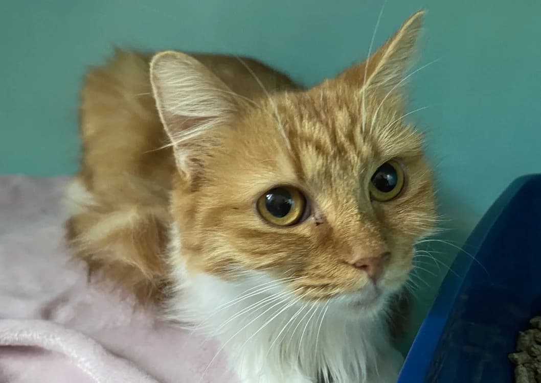 POUPOUNE, female young mixed breed for adoption at Maison SPA), Tourcoing
