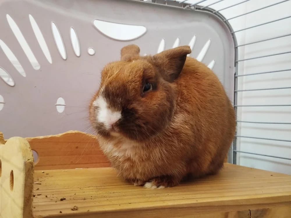 CALYPSO, male 3yo mixed breed for adoption at SPA Tours (Luynes), Tours