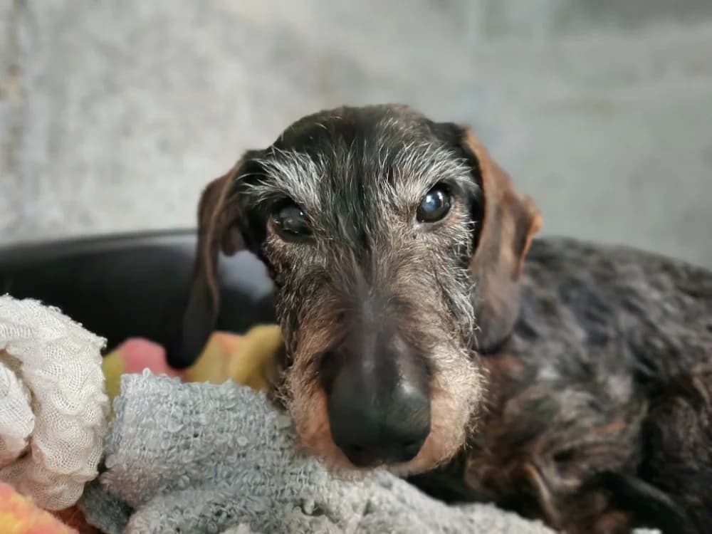SAUCISSE, male senior Dachshund for adoption at SPA Tours (Luynes), Tours