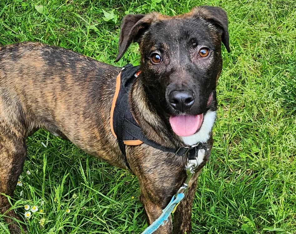 RYLEE, male Mixed Breed for adoption at SPA Tours (Luynes), Tours