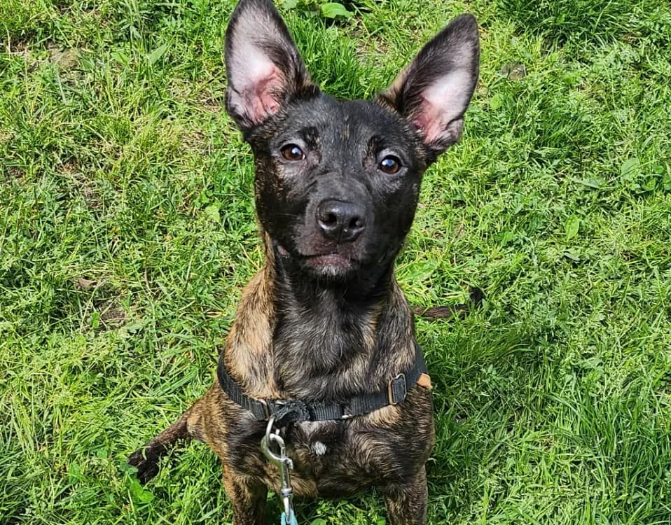 REWA, female Mixed Breed for adoption at SPA Tours (Luynes), Tours