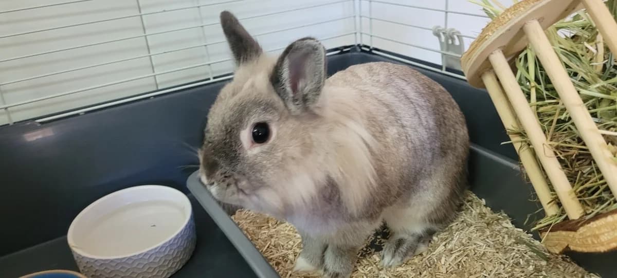 PEAKY, female young Mixed Breed for adoption at SPA Tours (Luynes), Tours