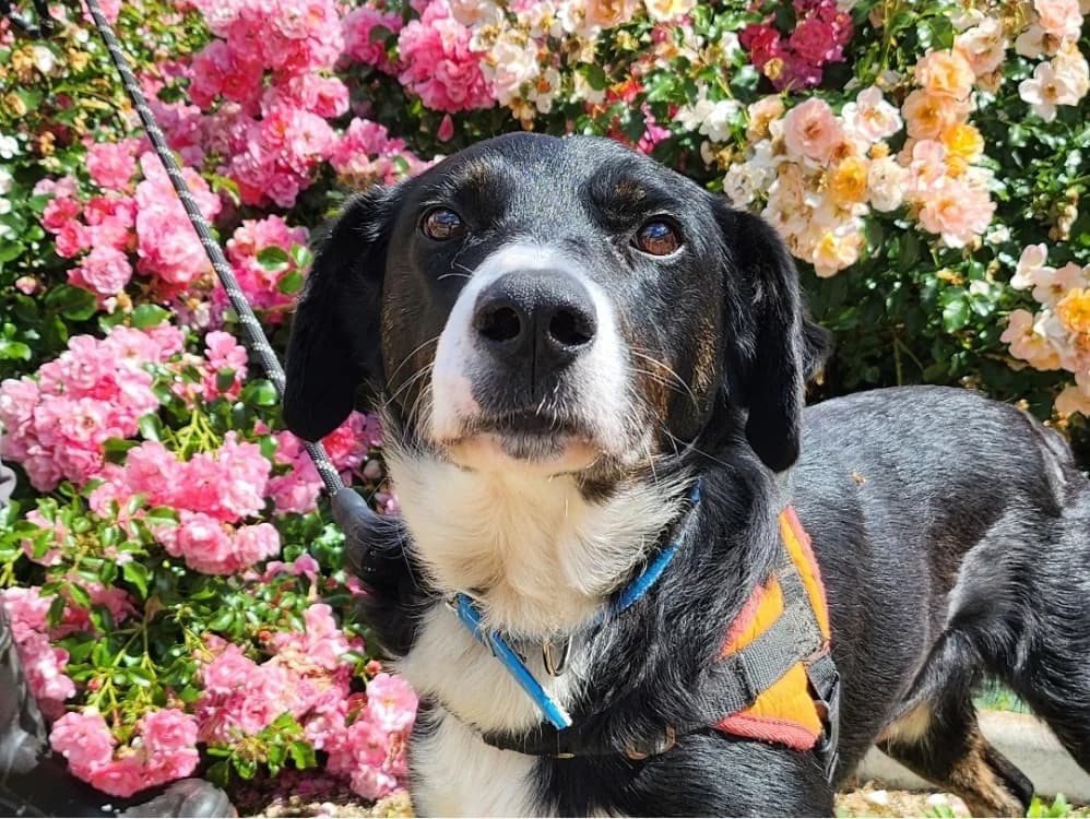 RAISIN, male 4yo Border Collie for adoption at SPA Tours (Luynes), Tours