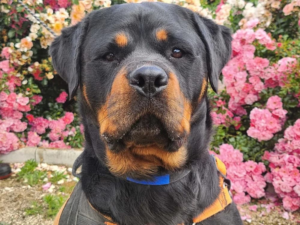 URKA, female young Rottweiler for adoption at SPA Tours (Luynes), Tours