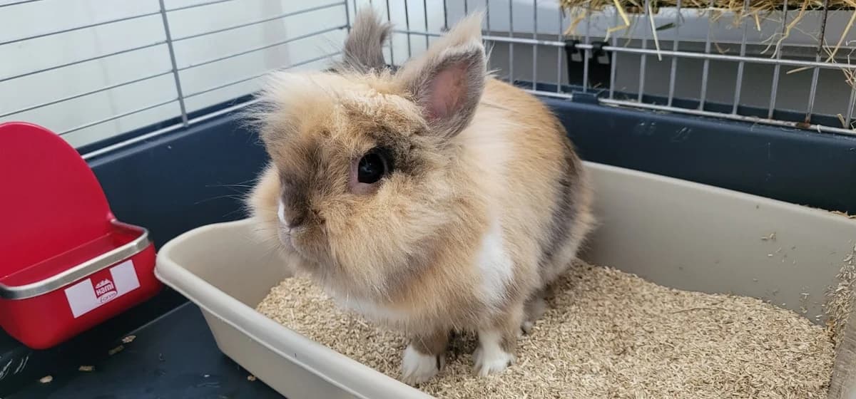 NOUGAT, male mixed breed for adoption at SPA Tours (Luynes), Tours