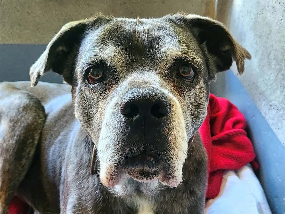 TARTINE, female senior Mixed Breed for adoption at SPA Tours (Luynes), Tours