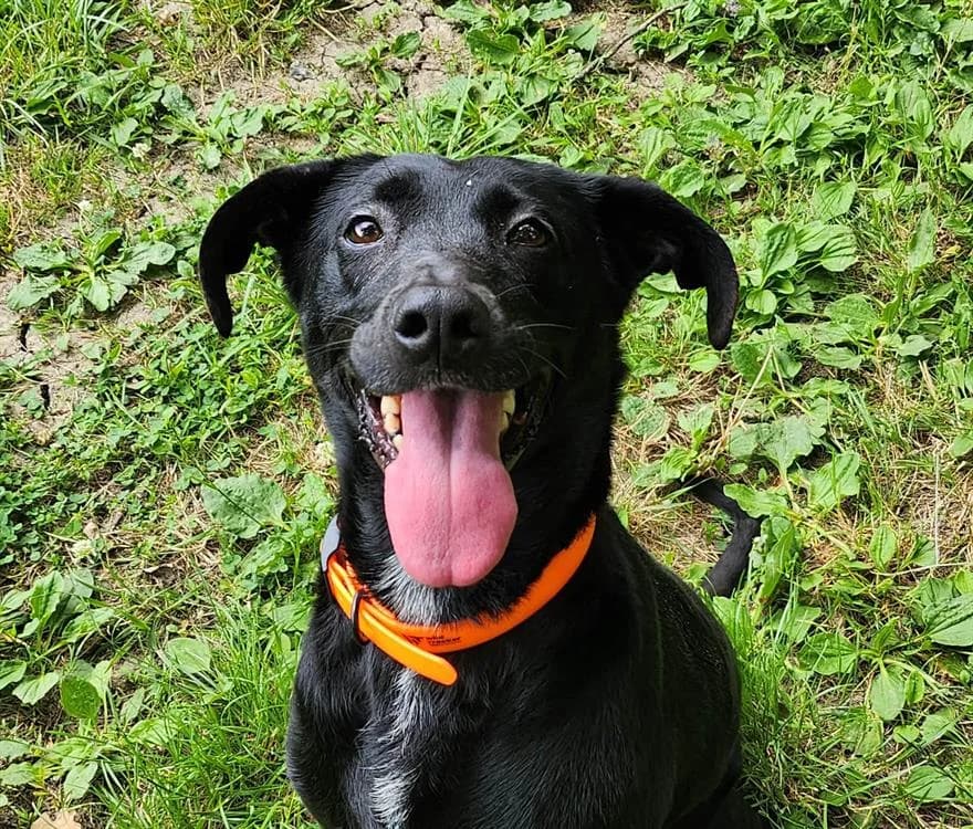 CHELLY, female 5yo Labrador Retriever for adoption at SPA Tours (Luynes), Tours