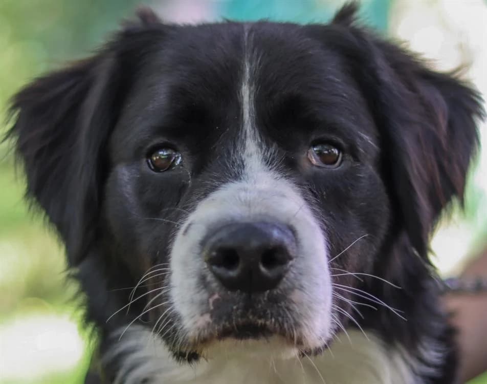 DUCKY, male 4yo Border Collie for adoption at SPA Tours (Luynes), Tours