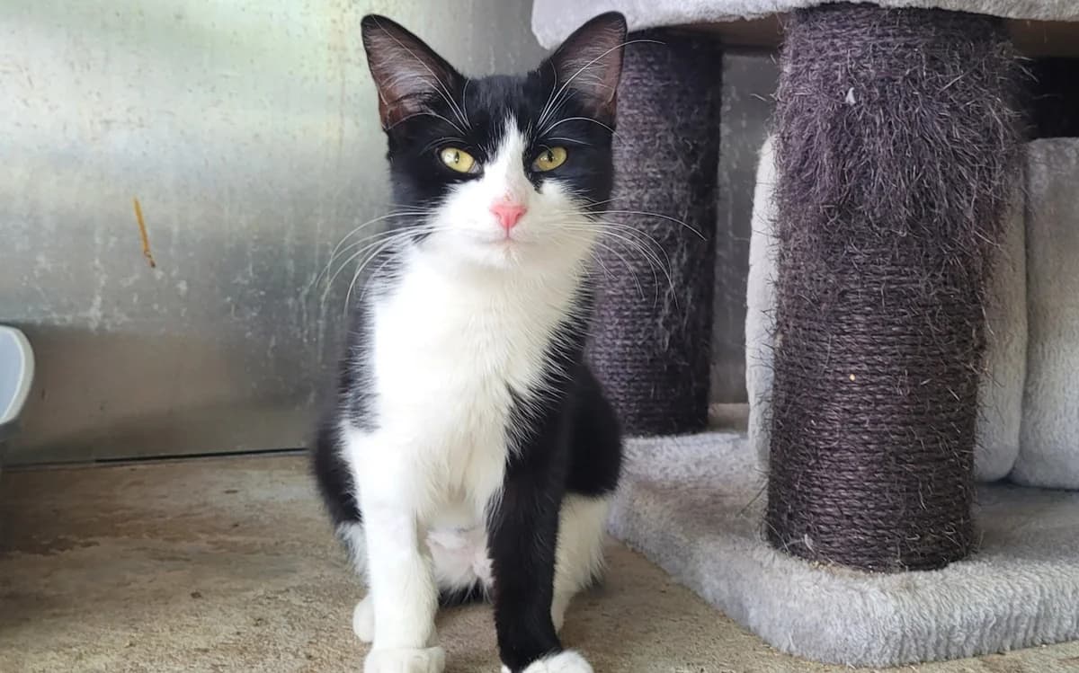 BIBI 2, female Mixed Breed for adoption at SPA Tours (Luynes), Tours