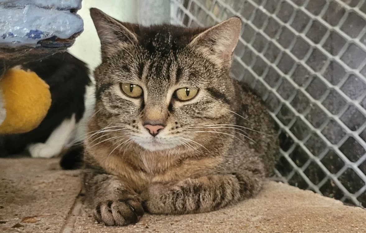 MARQUISE, female young Mixed Breed for adoption at SPA Tours (Luynes), Tours