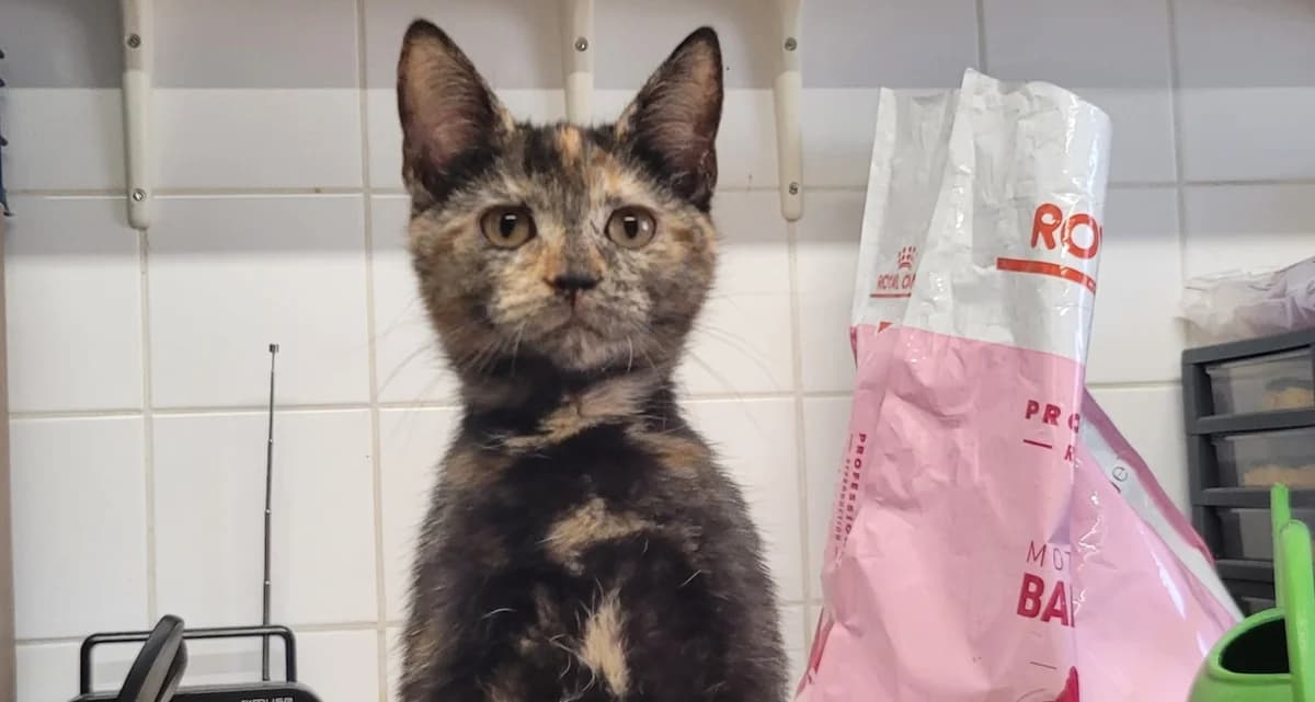 NINOU, female Mixed Breed for adoption at SPA Tours (Luynes), Tours
