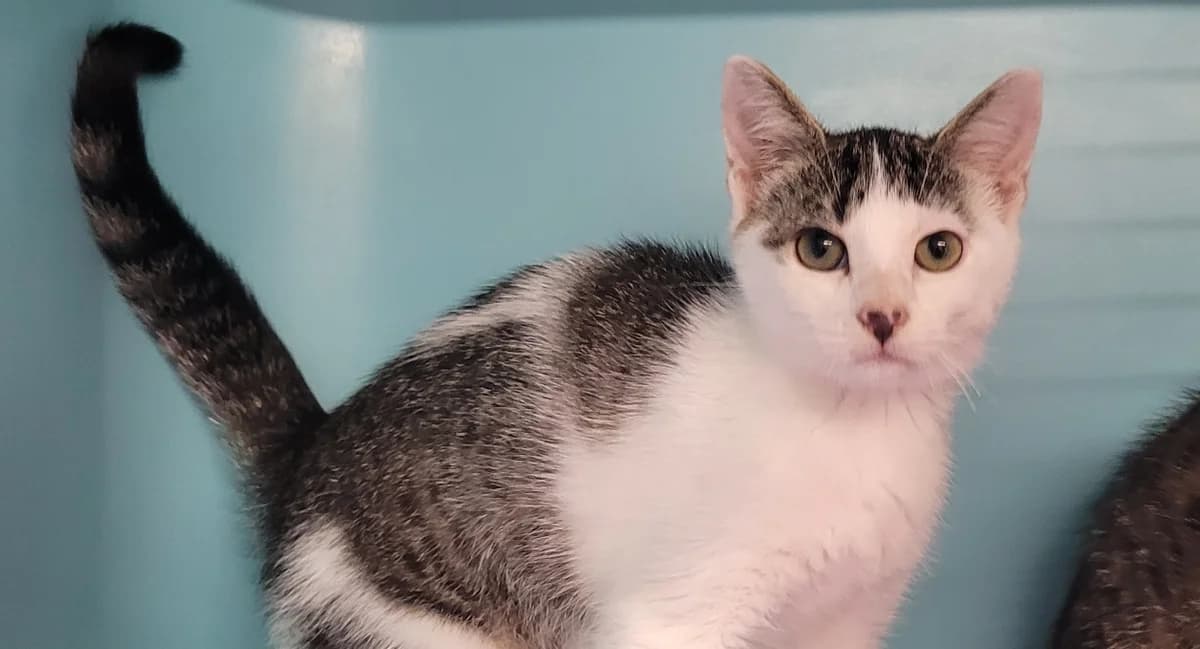 MIGOUSSE, male Mixed Breed for adoption at SPA Tours (Luynes), Tours
