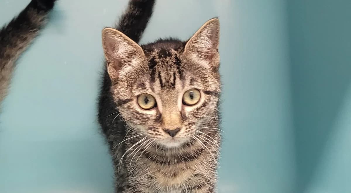 MICKETTE, female Mixed Breed for adoption at SPA Tours (Luynes), Tours