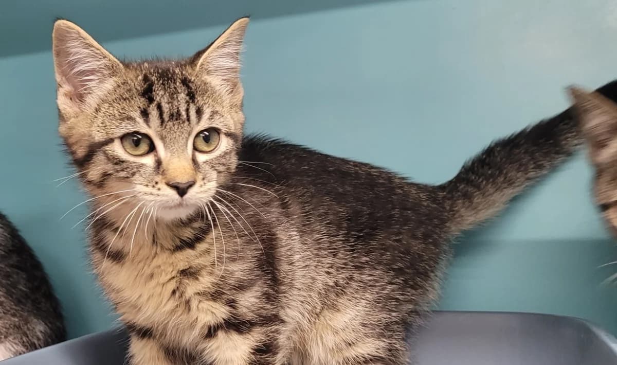 MOUSTACHE, male Mixed Breed for adoption at SPA Tours (Luynes), Tours