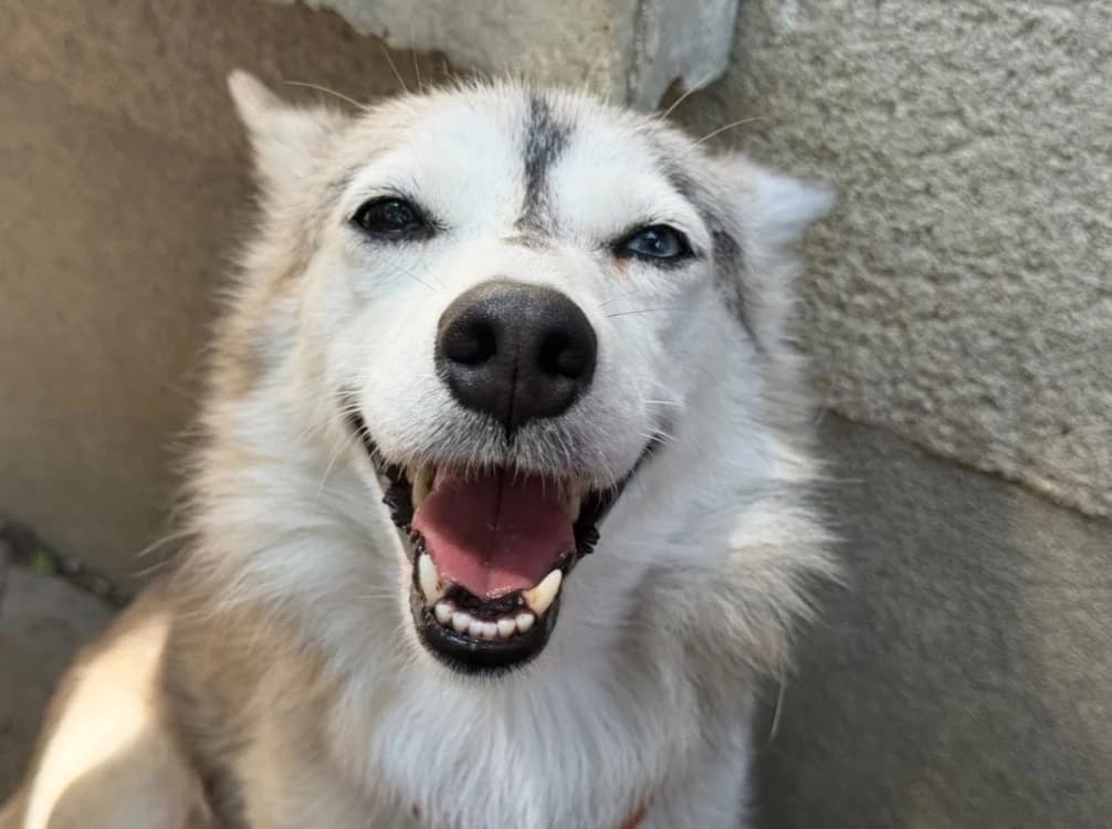PAUPIETTE, female 4yo Husky for adoption at SPA Tours (Luynes), Tours