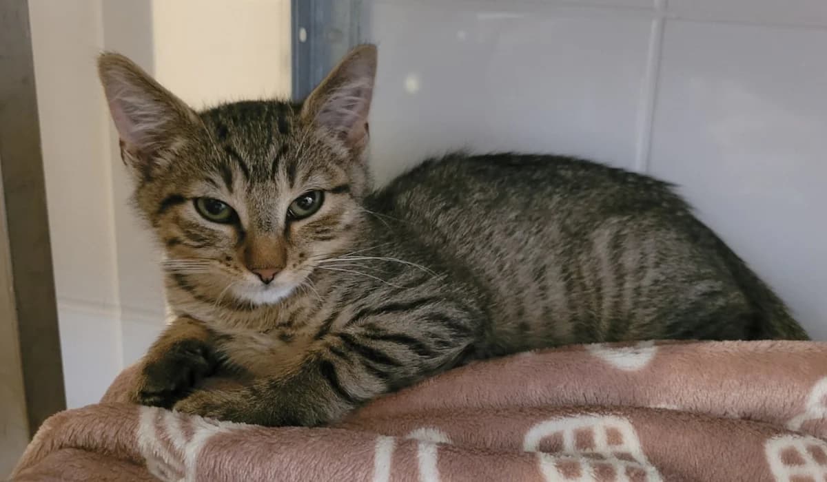 DALTON, male Mixed Breed for adoption at SPA Tours (Luynes), Tours