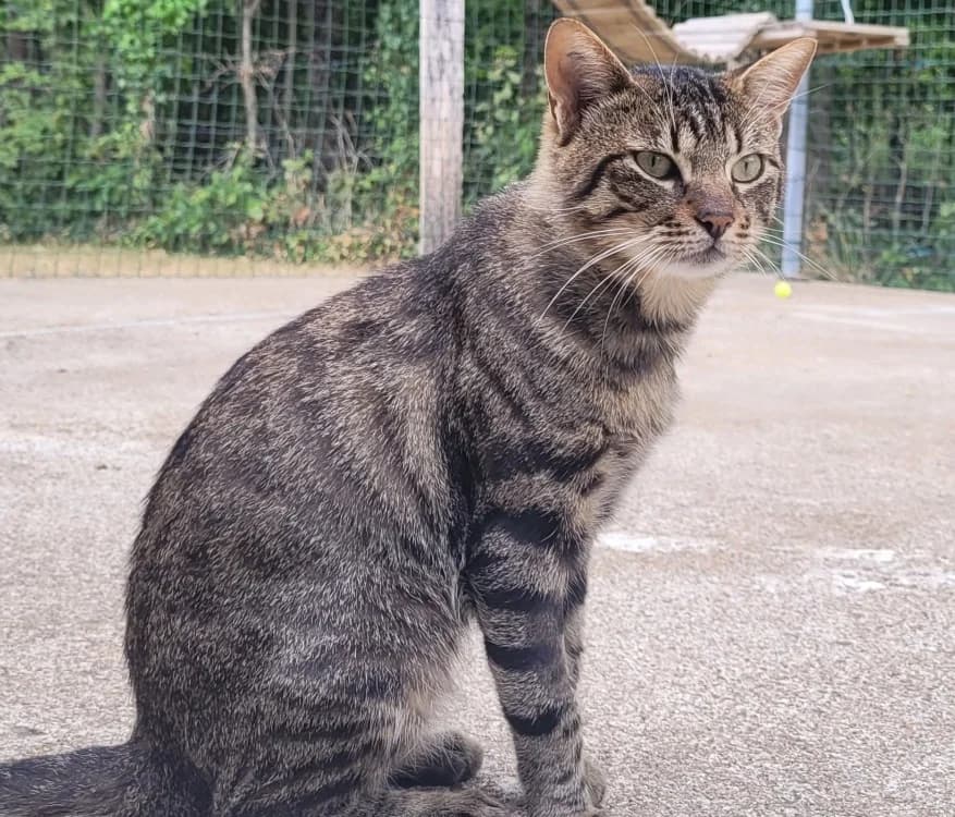 ULANN, male young Mixed Breed for adoption at SPA Tours (Luynes), Tours