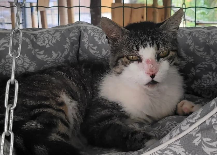 USKO, male 3yo Mixed Breed for adoption at SPA Tours (Luynes), Tours