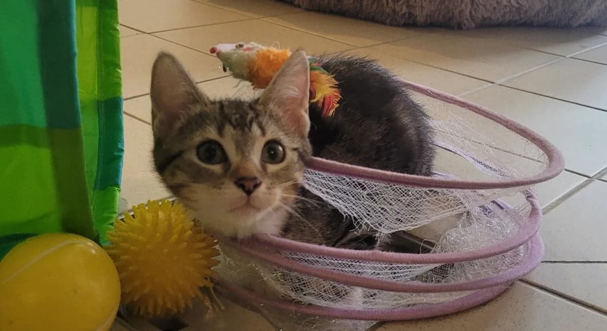 KARMA, female mixed breed for adoption at SPA Tours (Luynes), Tours