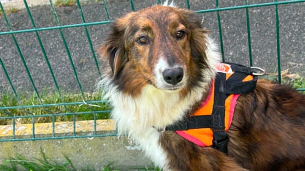 LANGOUSTINE, female 5yo Mixed Breed for adoption at SPA Tours (Luynes), Tours