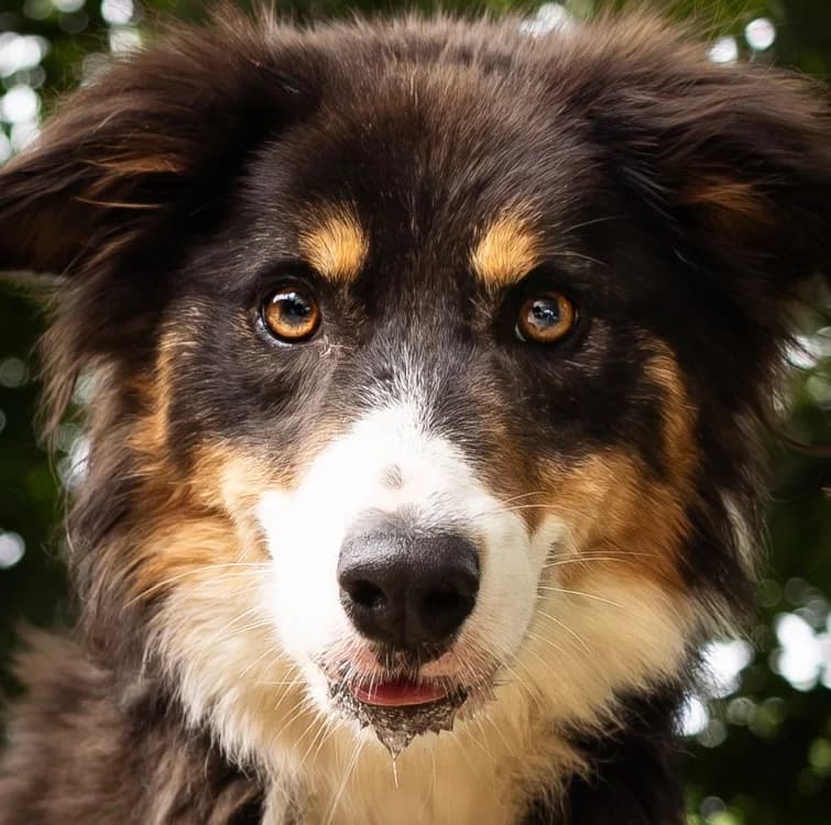 TORTILLA, female young Border Collie for adoption at SPA Tours (Luynes), Tours