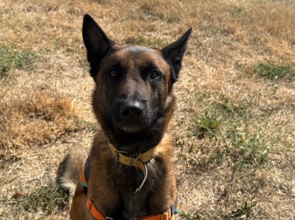 FARGO, male young Belgian Malinois for adoption at SPA Tours (Luynes), Tours