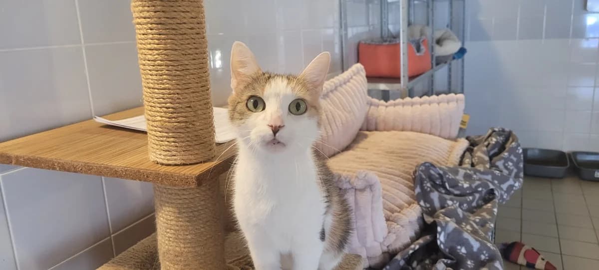 FREYA, female senior Mixed Breed for adoption at SPA Tours (Luynes), Tours