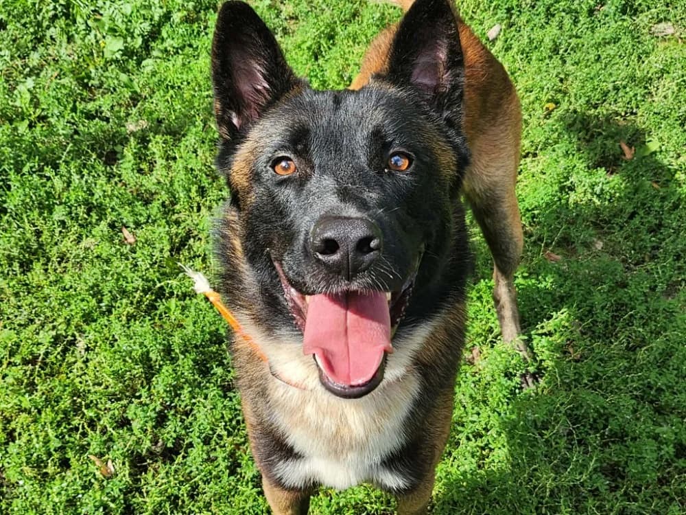 BOUNTY, male young Mixed Breed for adoption at SPA Tours (Luynes), Tours
