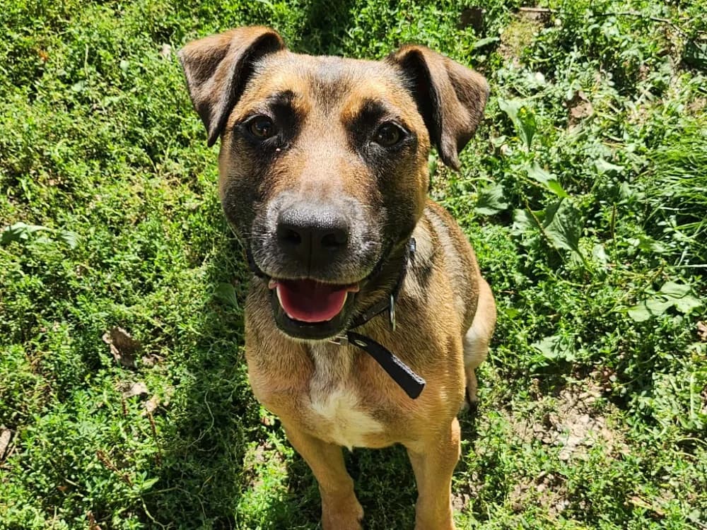 FOLLOW, male young Staffordshire Bull Terrier for adoption at SPA Tours (Luynes), Tours