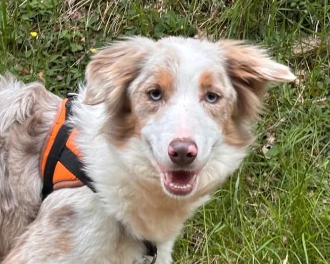 AURORE, female young Border Collie for adoption at SPA Tours (Luynes), Tours