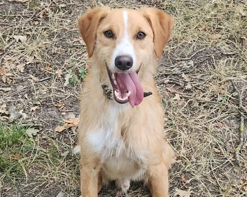 CHARLY, male young Mixed Breed for adoption at SPA Tours (Luynes), Tours