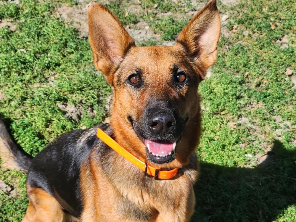 THALIA, female 4yo German Shepherd for adoption at SPA Tours (Luynes), Tours