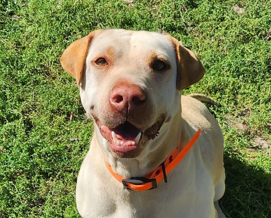 NALA, female 5yo Shar Pei for adoption at SPA Tours (Luynes), Tours