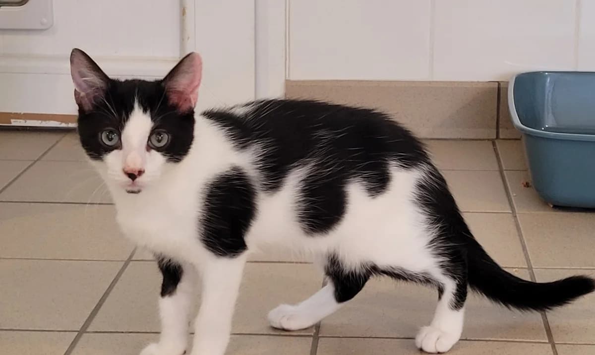 DIAPO, male Mixed Breed for adoption at SPA Tours (Luynes), Tours