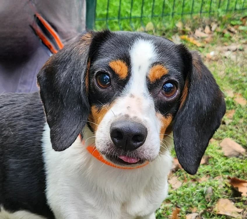 Uton, male Beagle for adoption at SPA Tours (Luynes), Tours