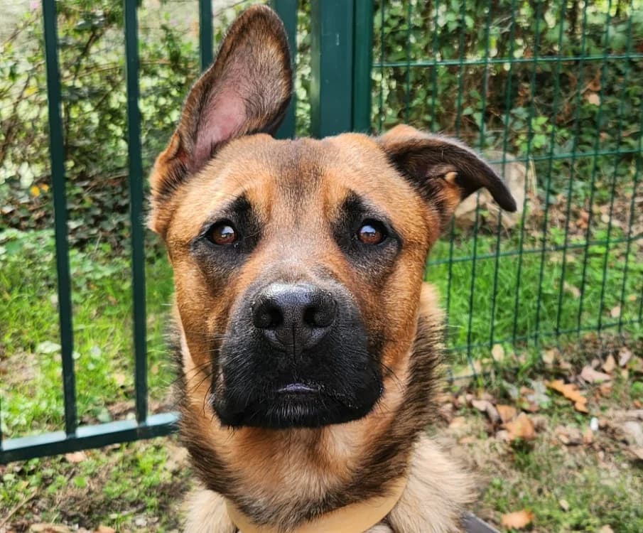 NEGAN, male young Cane Corso for adoption at SPA Tours (Luynes), Tours