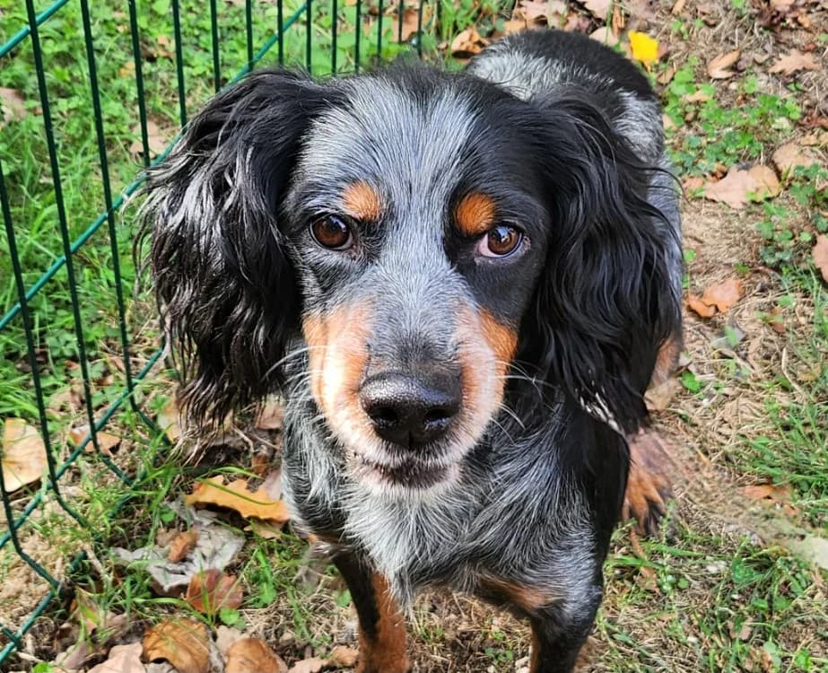 FANDANGO, male young English Setter for adoption at SPA Tours (Luynes), Tours