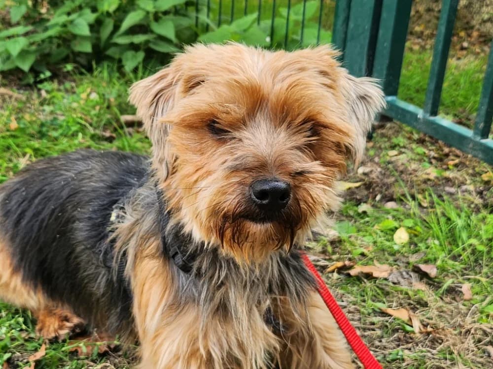 ENIGMA, female 3yo Mixed Breed for adoption at SPA Tours (Luynes), Tours