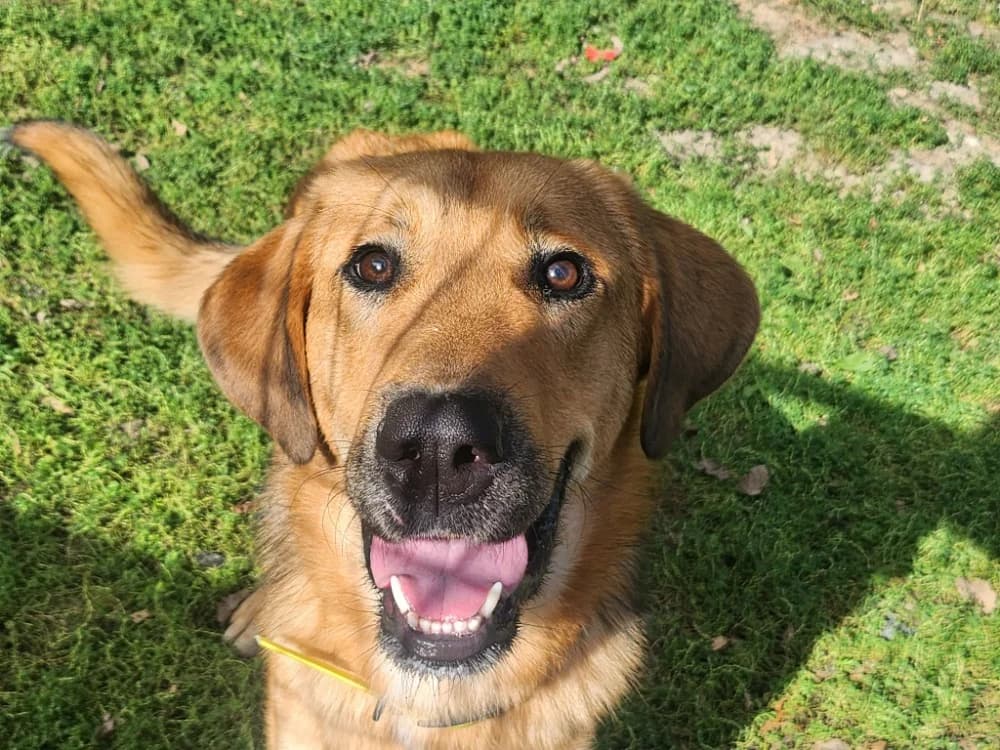 EINSTEIN, male young Mixed Breed for adoption at SPA Tours (Luynes), Tours