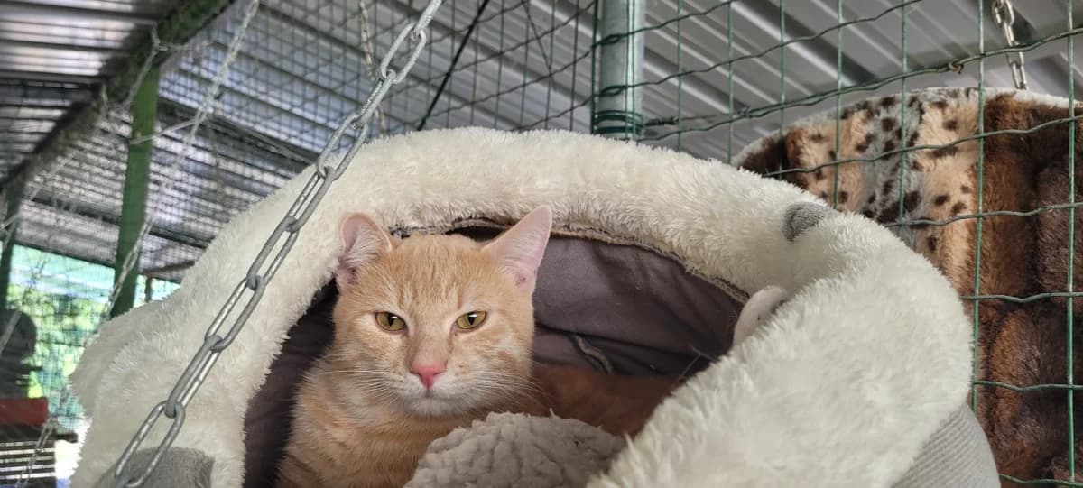 QUANTUS, male young Mixed Breed for adoption at SPA Tours (Luynes), Tours