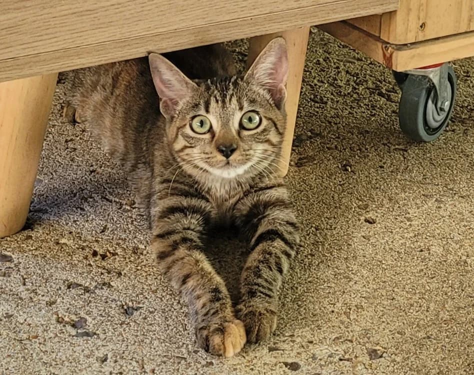 FRISQUETTE, female Mixed Breed for adoption at SPA Tours (Luynes), Tours