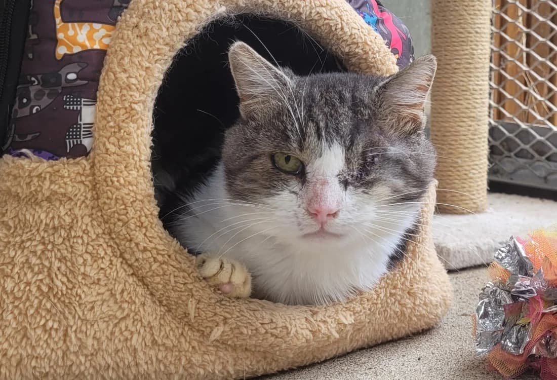 ESKIMO, male senior Mixed Breed for adoption at SPA Tours (Luynes), Tours