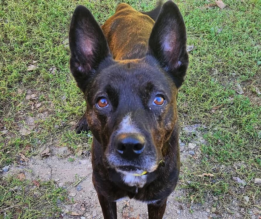 VOLTA, female Mixed Breed for adoption at SPA Tours (Luynes), Tours
