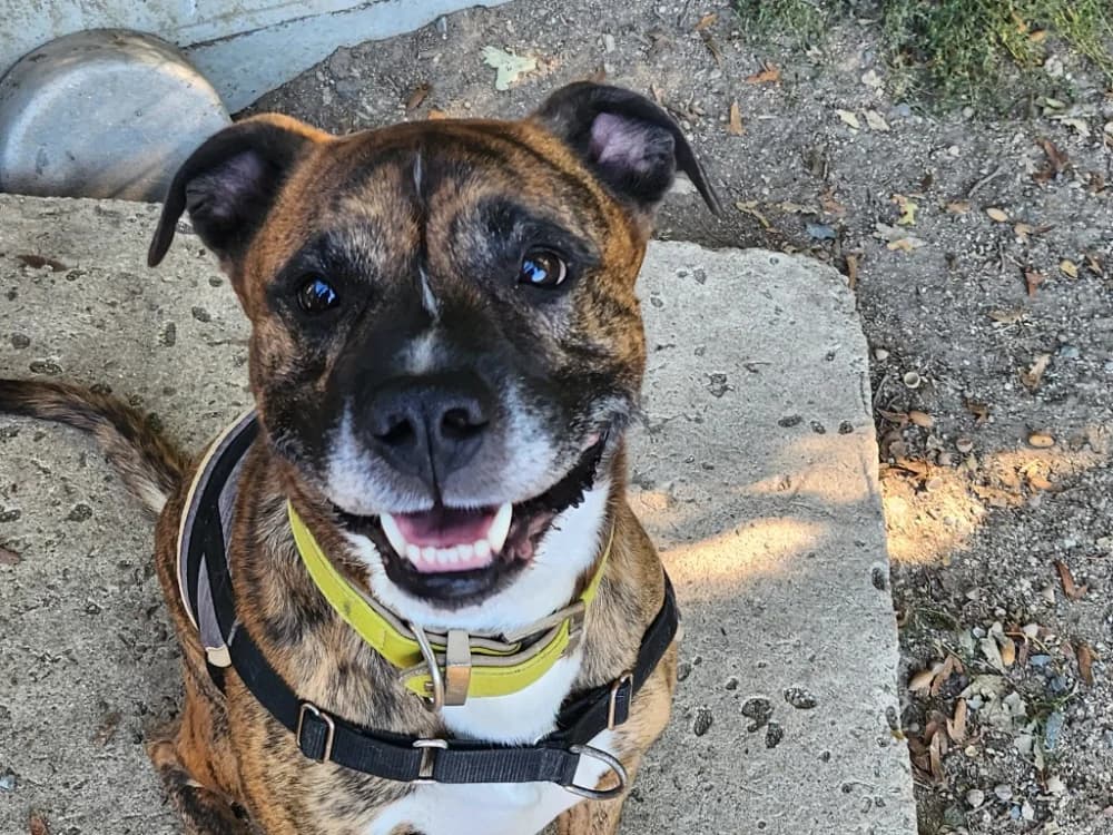 STORM, male 5yo Mixed Breed for adoption at SPA Tours (Luynes), Tours