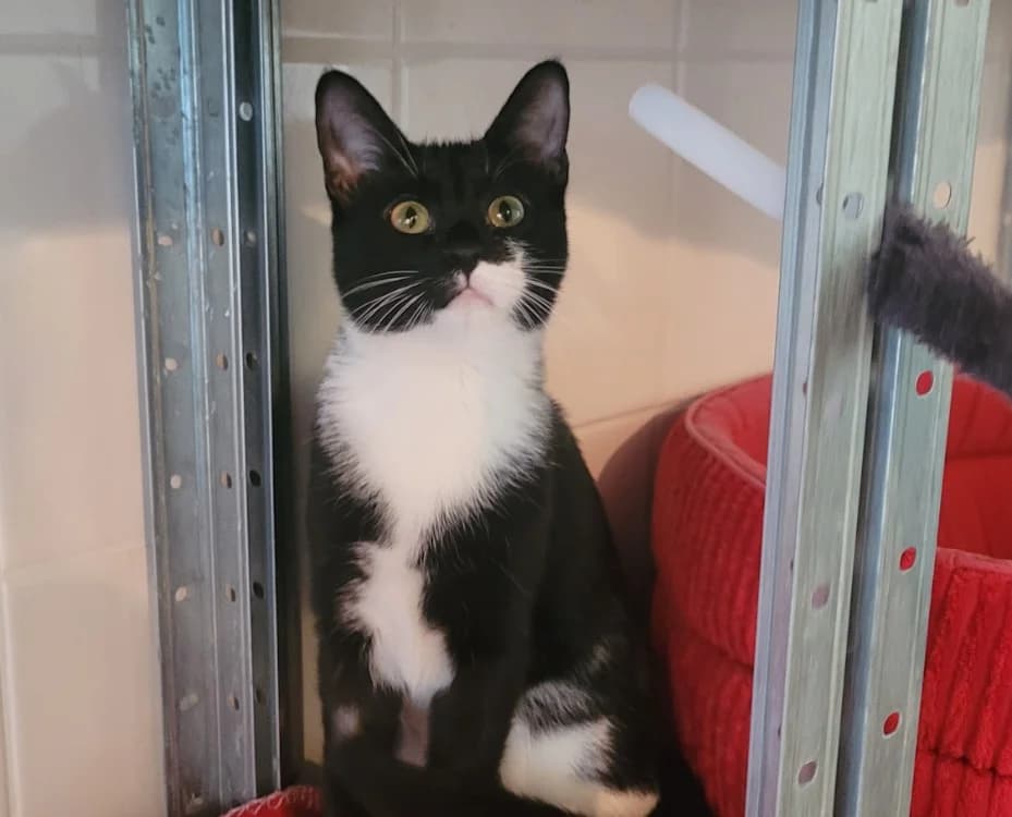 HERYNE, female Mixed Breed for adoption at SPA Tours (Luynes), Tours