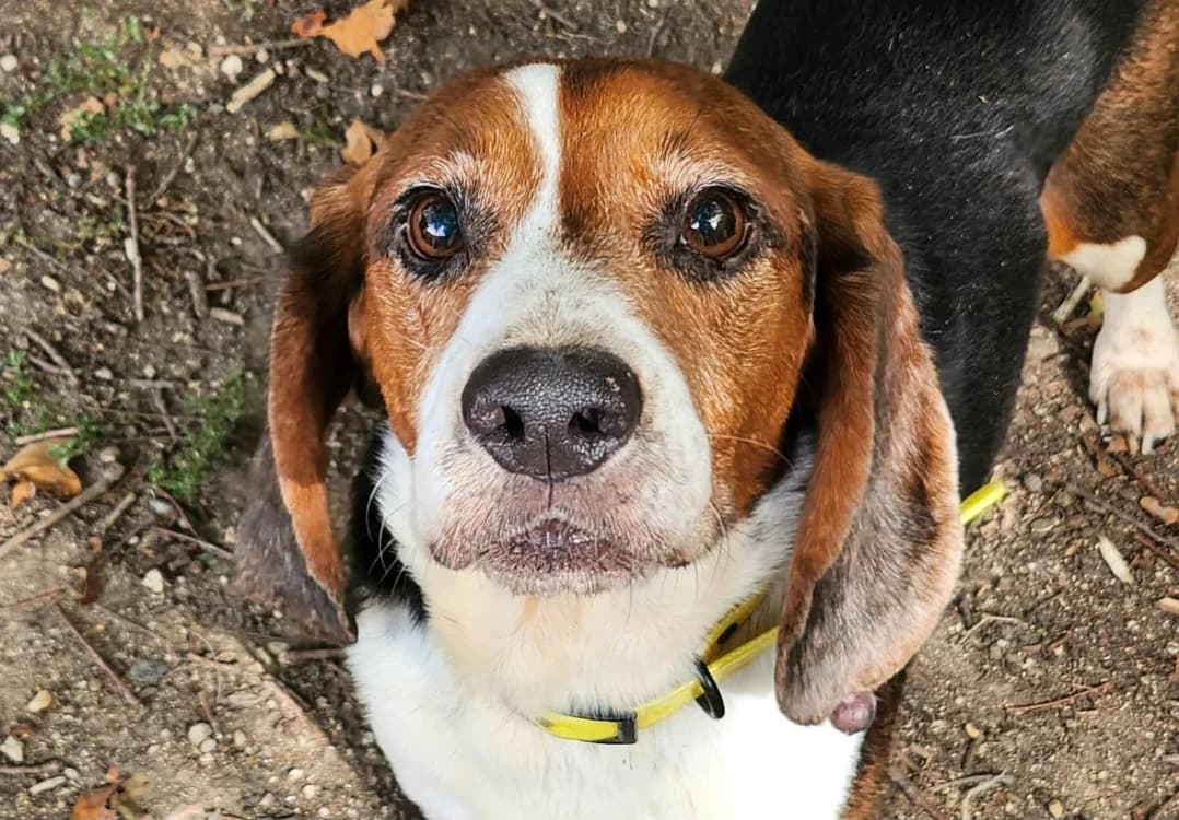 OBAMA, male senior Beagle for adoption at SPA Tours (Luynes), Tours