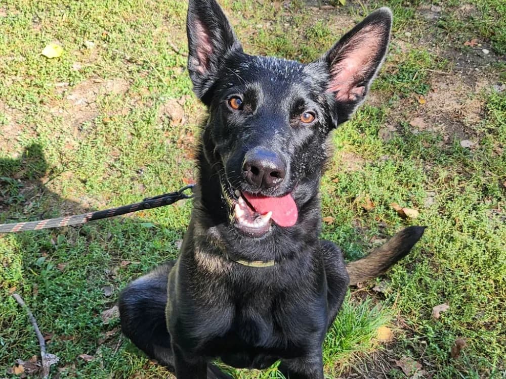 BALOO, male young Belgian Malinois for adoption at SPA Tours (Luynes), Tours